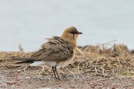 Image result for Glareola maldivarum