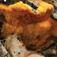 Attēlu rezultāti vaicājumam “Hapalopilus aurantiacus”