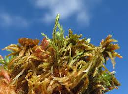 Attēlu rezultāti vaicājumam “Pohlia sphagnicola”