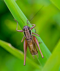 Attēlu rezultāti vaicājumam “Metrioptera roeselii”