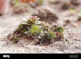 Attēlu rezultāti vaicājumam “Jovibarba globifera bud”