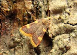 Attēlu rezultāti vaicājumam “Hypsopygia costalis”