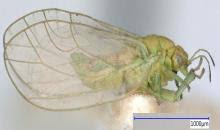 Attēlu rezultāti vaicājumam “Trioza dispar”