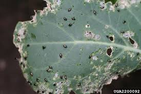 Attēlu rezultāti vaicājumam “Phyllotreta sp.”