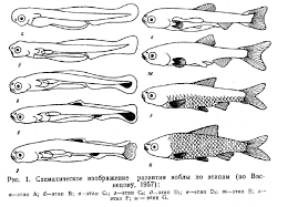 Image result for Rutilus caspicus