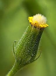 Attēlu rezultāti vaicājumam “Senecio viscosus”