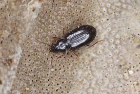 Attēlu rezultāti vaicājumam “Tachyta nana”