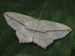 Attēlu rezultāti vaicājumam “Timandra comae”