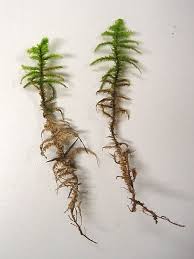 Attēlu rezultāti vaicājumam “Rhytidiadelphus subpinnatus”