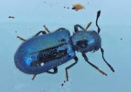 Attēlu rezultāti vaicājumam “Korynetes caeruleus”