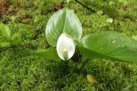 Attēlu rezultāti vaicājumam “Calla palustris flower”