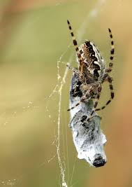 Attēlu rezultāti vaicājumam “Aculepeira ceropegia”