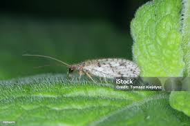 Attēlu rezultāti vaicājumam “Hemerobiidae”