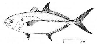 Image result for Caranx crysos