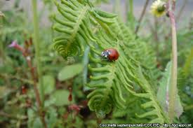 Attēlu rezultāti vaicājumam “Coccinella septempunctata imago”