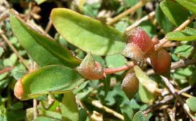 Attēlu rezultāti vaicājumam “Atriplex littoralis fruit”