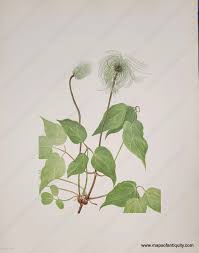 Attēlu rezultāti vaicājumam “Clematis fruit”