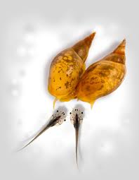 Attēlu rezultāti vaicājumam “Lymnaea stagnalis”