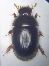 Attēlu rezultāti vaicājumam “Nitidulidae”