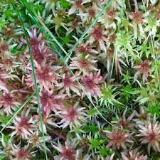 Attēlu rezultāti vaicājumam “Sphagnum angustifolium sporophyte”
