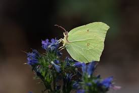 Attēlu rezultāti vaicājumam “Gonepteryx rhamni female”