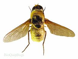 Attēlu rezultāti vaicājumam “Exoprosopa capucina”