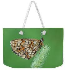 Attēlu rezultāti vaicājumam “Mellicta athalia underside”