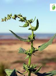 Attēlu rezultāti vaicājumam “Atriplex calotheca leaf”