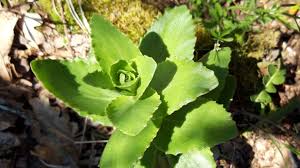 Attēlu rezultāti vaicājumam “Hylotelephium maximum”