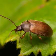 Attēlu rezultāti vaicājumam “Isomira murina”