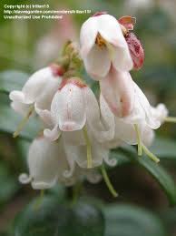 Attēlu rezultāti vaicājumam “Vaccinium vitis-idaea flower”