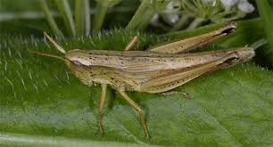 Attēlu rezultāti vaicājumam “Chrysochraon dispar”