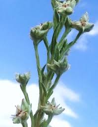 Attēlu rezultāti vaicājumam “Filago arvensis”