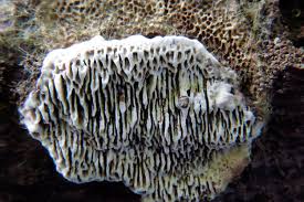 Attēlu rezultāti vaicājumam “Datronia mollis”