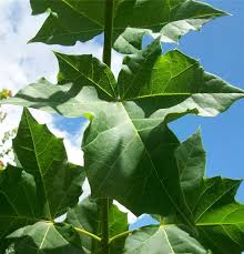 Attēlu rezultāti vaicājumam “Acer platanoides leaf”
