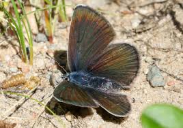 Attēlu rezultāti vaicājumam “Cyaniris semiargus male”