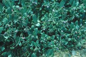 Attēlu rezultāti vaicājumam “Anthyllis maritima leaf”