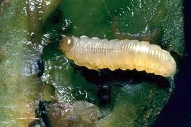 Attēlu rezultāti vaicājumam “Hoplia parvula imago”