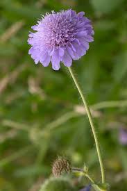 Image result for Knautia arvensis