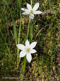 Attēlu rezultāti vaicājumam “Ornithogalum umbellatum flower”
