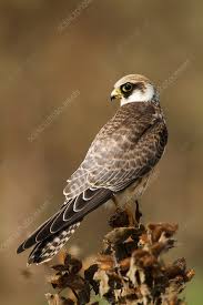 Image result for Falco vespertinus