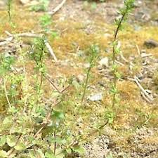 Attēlu rezultāti vaicājumam “Veronica arvensis leaf”