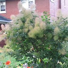 Attēlu rezultāti vaicājumam “Diderma cingulatum young”