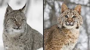 Afbeeldingsresultaat voor lynx