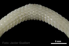 Image result for Raja radula