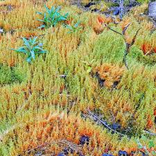 Attēlu rezultāti vaicājumam “Funaria hygrometrica sporophyte”