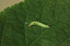 Attēlu rezultāti vaicājumam “Aglia tau”