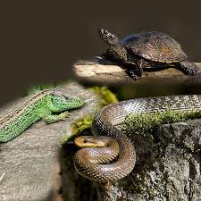 Attēlu rezultāti vaicājumam “Reptilia”