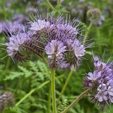 Attēlu rezultāti vaicājumam “Phacelia tanacetifolia”
