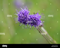 Attēlu rezultāti vaicājumam “Succisa pratensis leaf”